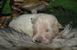 white boy no collar long coated white german shepherd puppy for sale in tx (6)