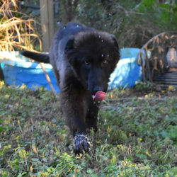 black seal long coat german shepherd puppy in tx (9)