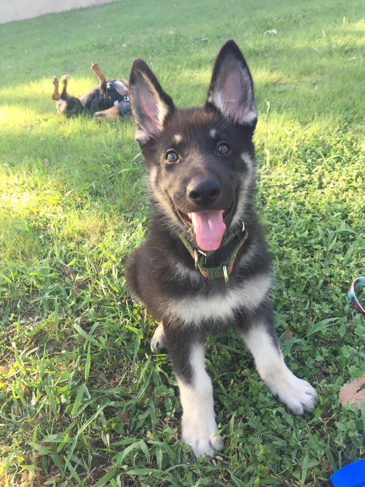 black and silver german shepherd