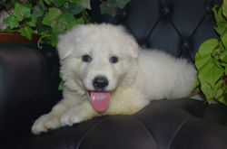 yellow collar girl white large long coat germamm shepherd puppy (6)