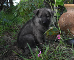 purple collar girl silver sable german shepherd in tx (3)