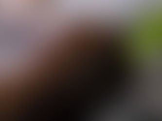 Solid liver girl 5 weeks old from radar and fawkes