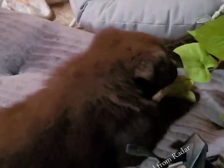 Solid liver girl 5 weeks old from radar and fawkes