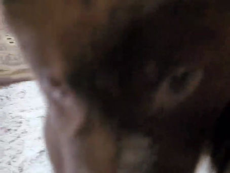 Solid liver girl 5 weeks old from radar and fawkes