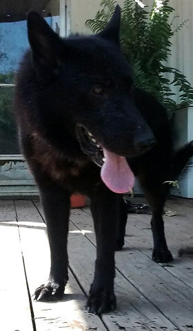 Solid Black German Shepherd
