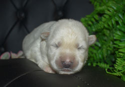 pink collar girl white large german shepherd puppy for sale in tx (4)