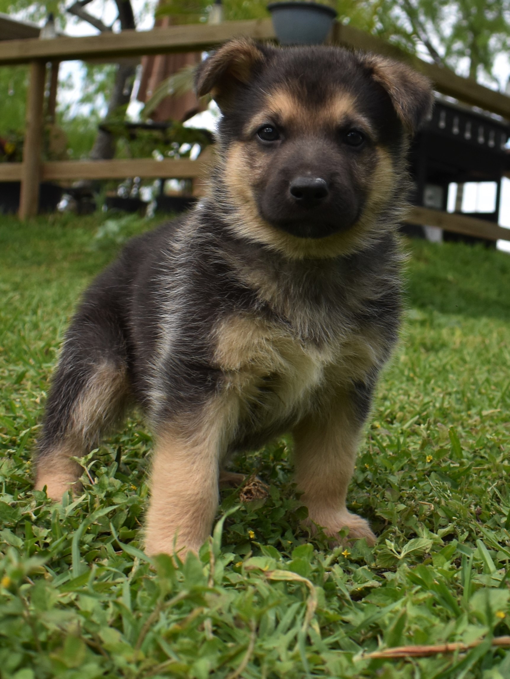 Texas White German Shepherd