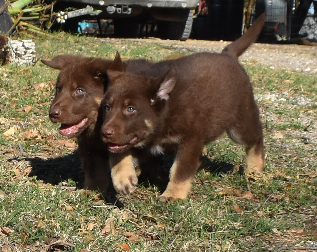 extra large liver chocolate german shepherd