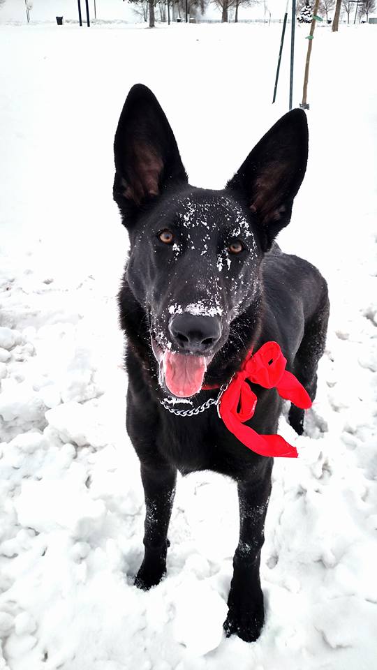 Solid black long coat german shepherd