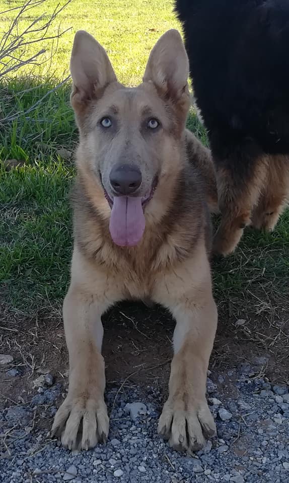 extra large liver chocolate german shepherd