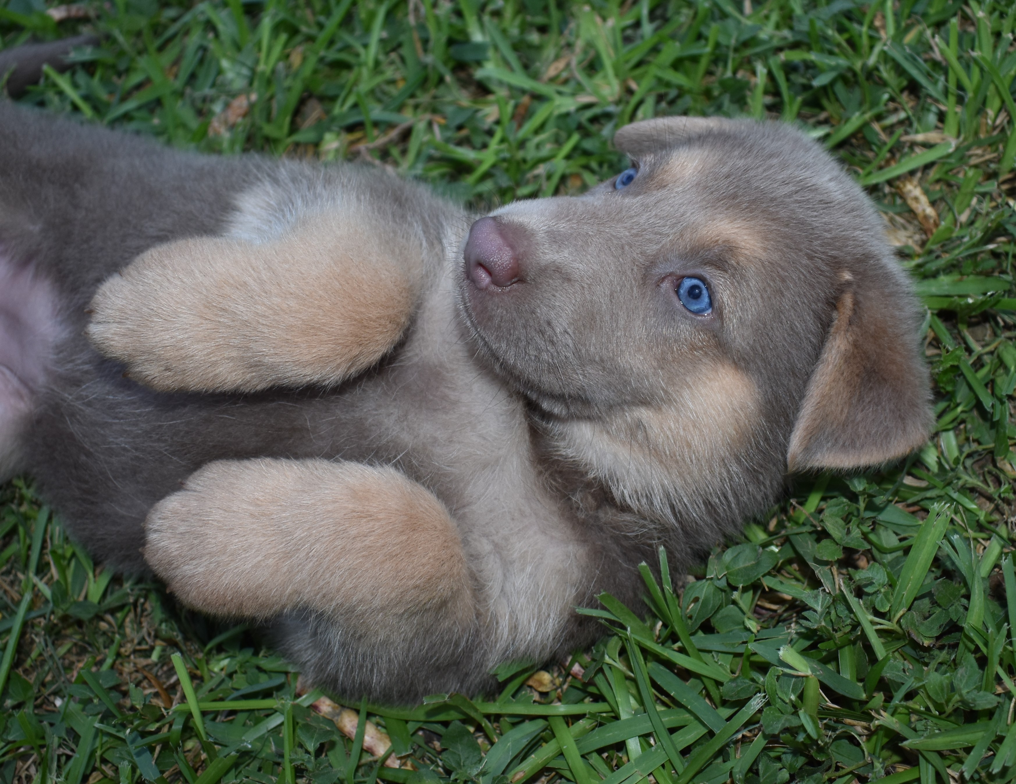 german shepherd puppies with blue eyes