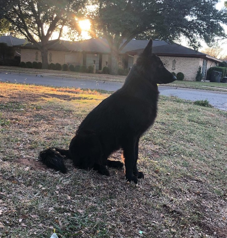Solid black long coat german shepherd