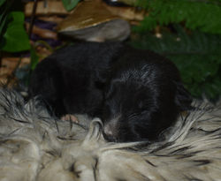 black collar boy solid black german shepherd with piebald markings (4)