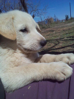 white german shepherd puppy