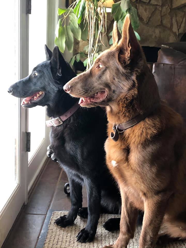 extra large liver chocolate german shepherd