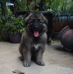 black collar boy, xl black sable male german shepherd puppy (8)