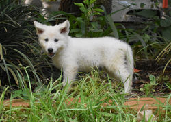purple collar girl long coat white german shepherd puppy for adoption (10)
