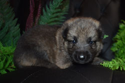 black collar sable female german shepherd puppy for adoption (3)
