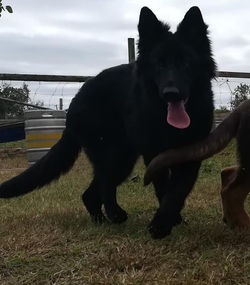 solid black long coat german shepherd pu