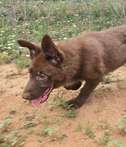 solid liver german shepherd for sale (5)