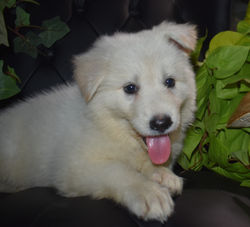 pink collar girl white german shepherd for sale in tx (5)
