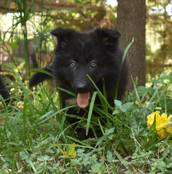 orange collar boy solid black long coat german shepherd puppy for sale (12)