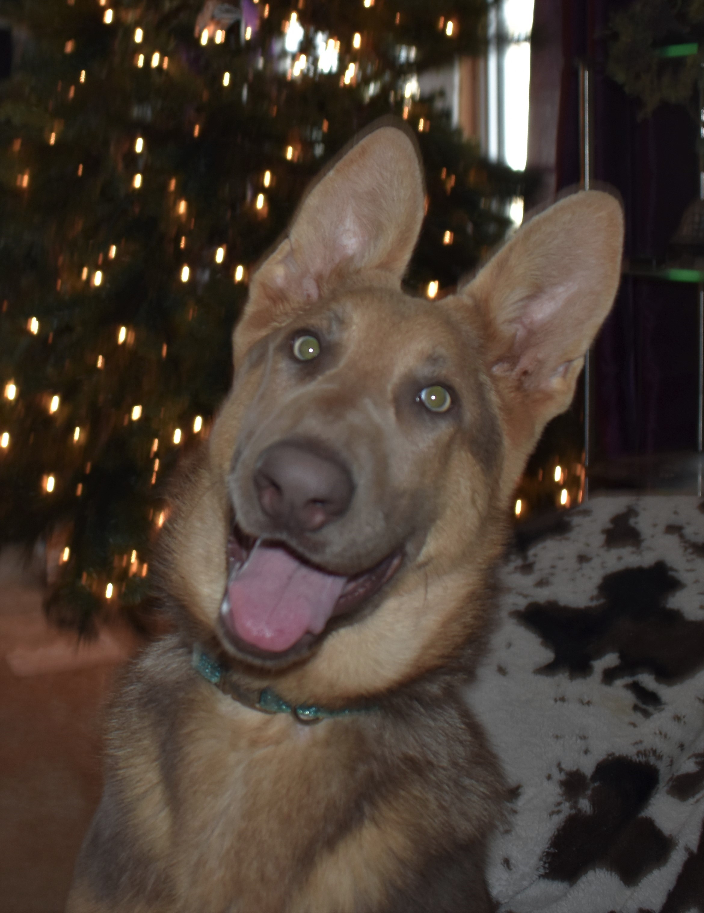 extra large liver chocolate german shepherd