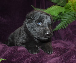 blue collar girl solid black large long coat german shepherd puppy for sale (6)