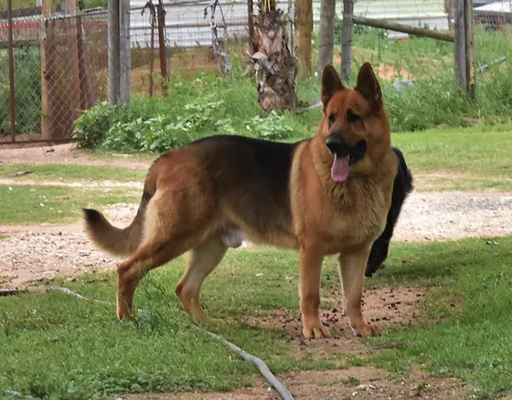 Black And Red Giant German Shepherd Male