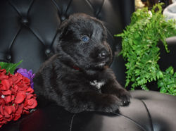 red collar black long haired german shepherd puppy for sale (1)