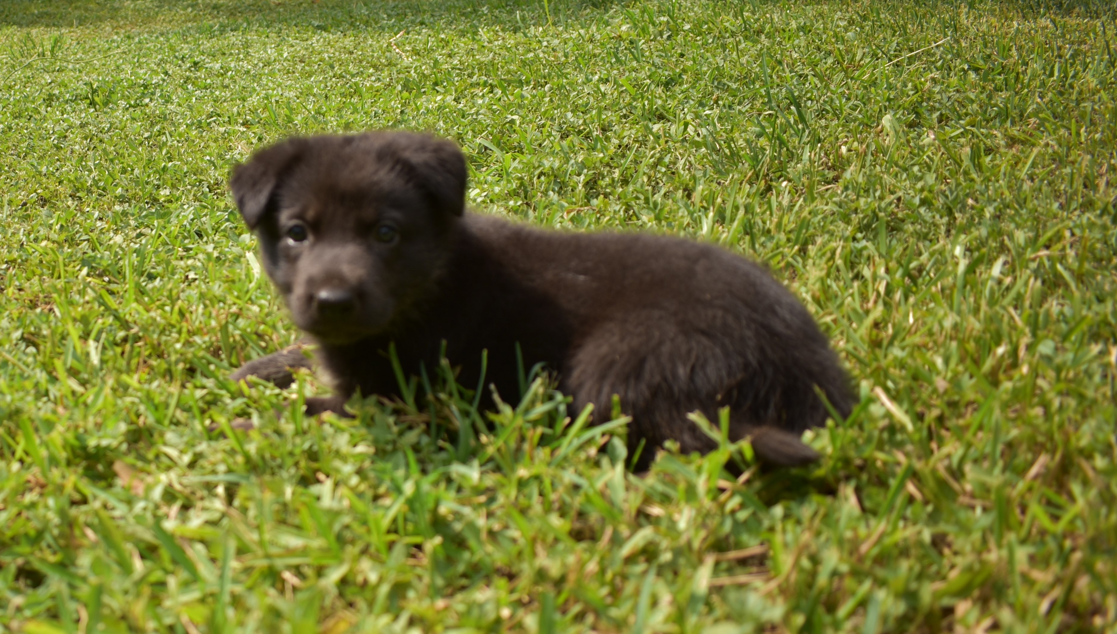 bicolor german shepherd puppy for sale in texas (1)