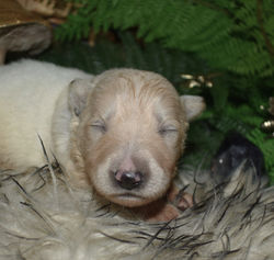 brown collar girl white long haired german shepherd puppy for adoption (2)