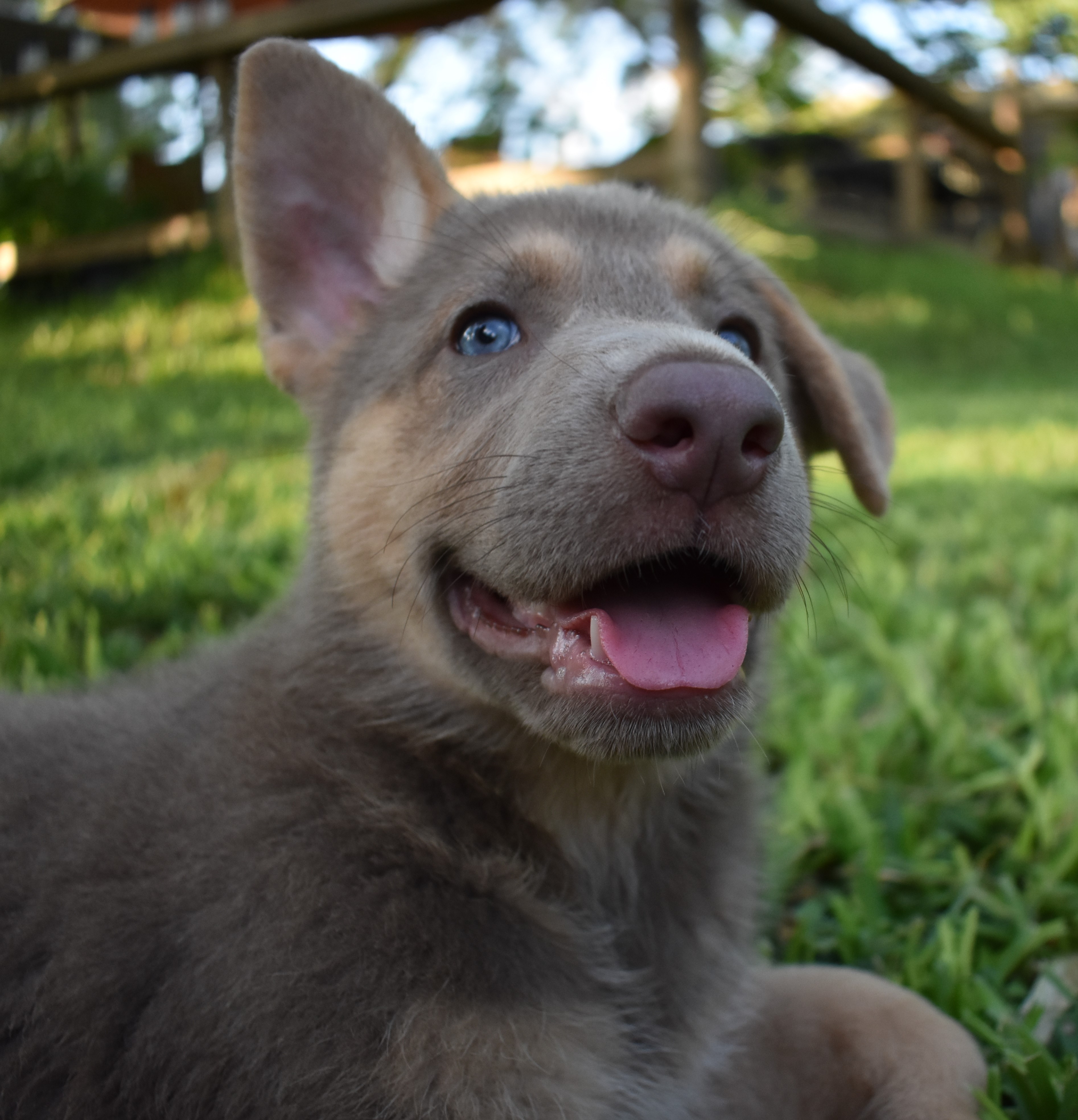 extra large liver chocolate german shepherd