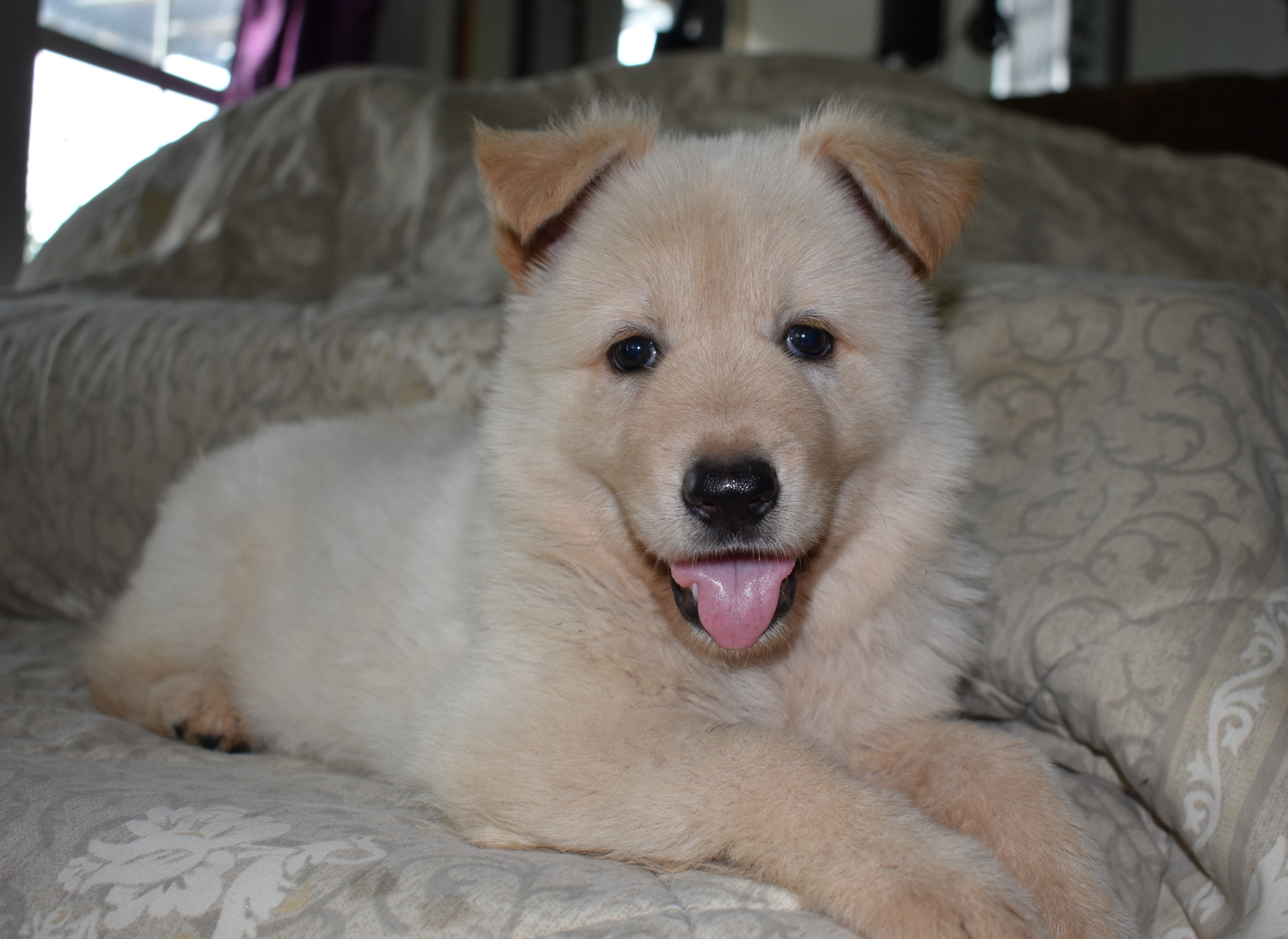 champagne german shepherd puppies for sale