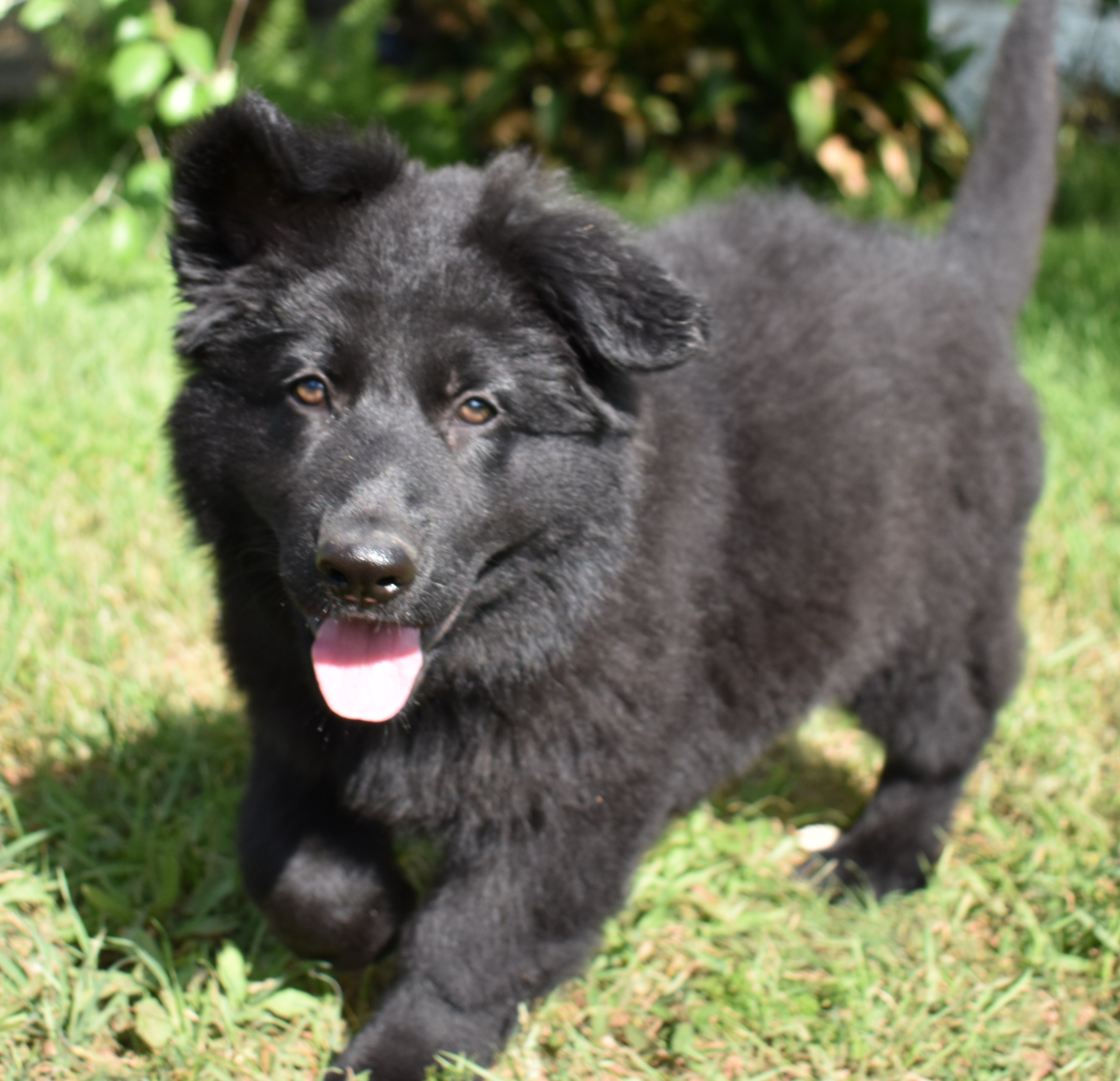  Black German Shepherd Puppies For Sale In Netherlands Buy Puppy In 