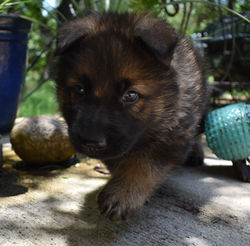 black collar boy black sable large german hepherd puppy (5)