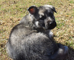 boy brown collar silver sable (1)