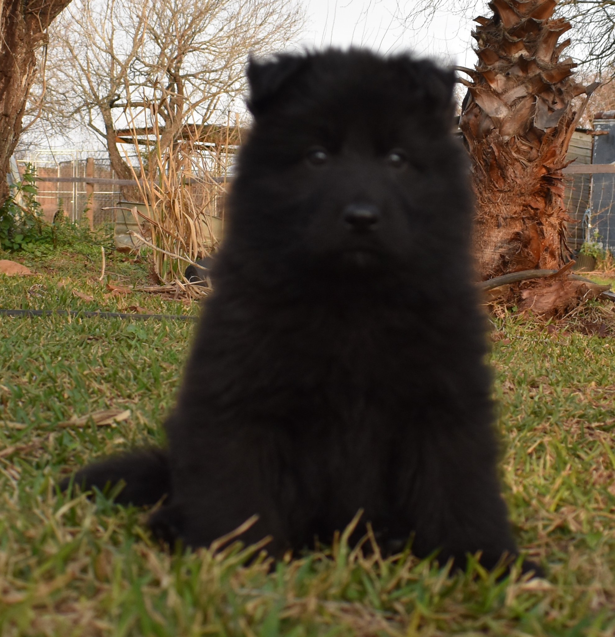 Wolfgang Haus german shepherd puppies