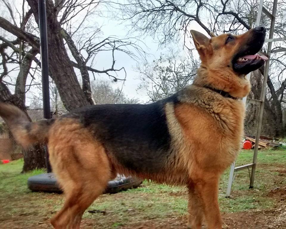 Large German Shepherd Breeders Of Large German Shepherds