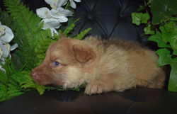 liver sable german shepherd male puppy 5 weeks old (6)