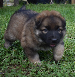 long coat sable german shepherd puppy