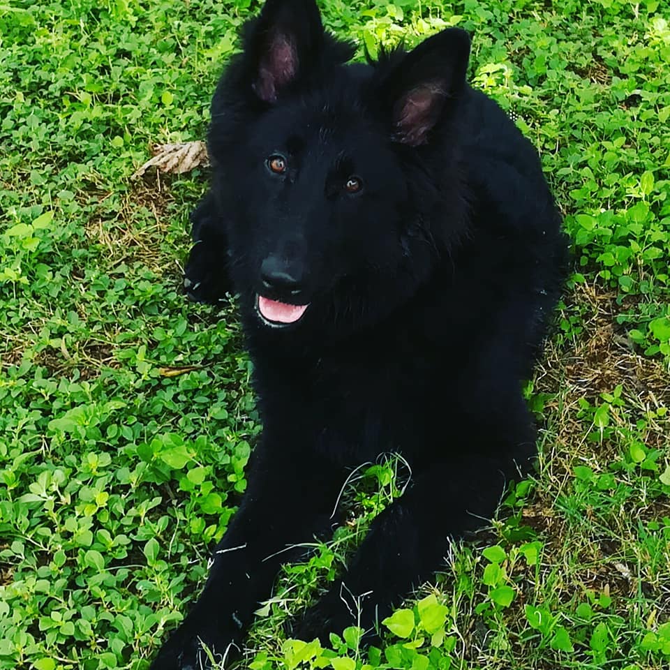 no good dog is a bad color