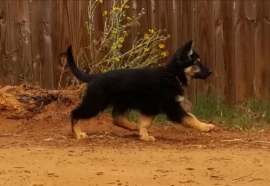 red and black german shepherd breeders