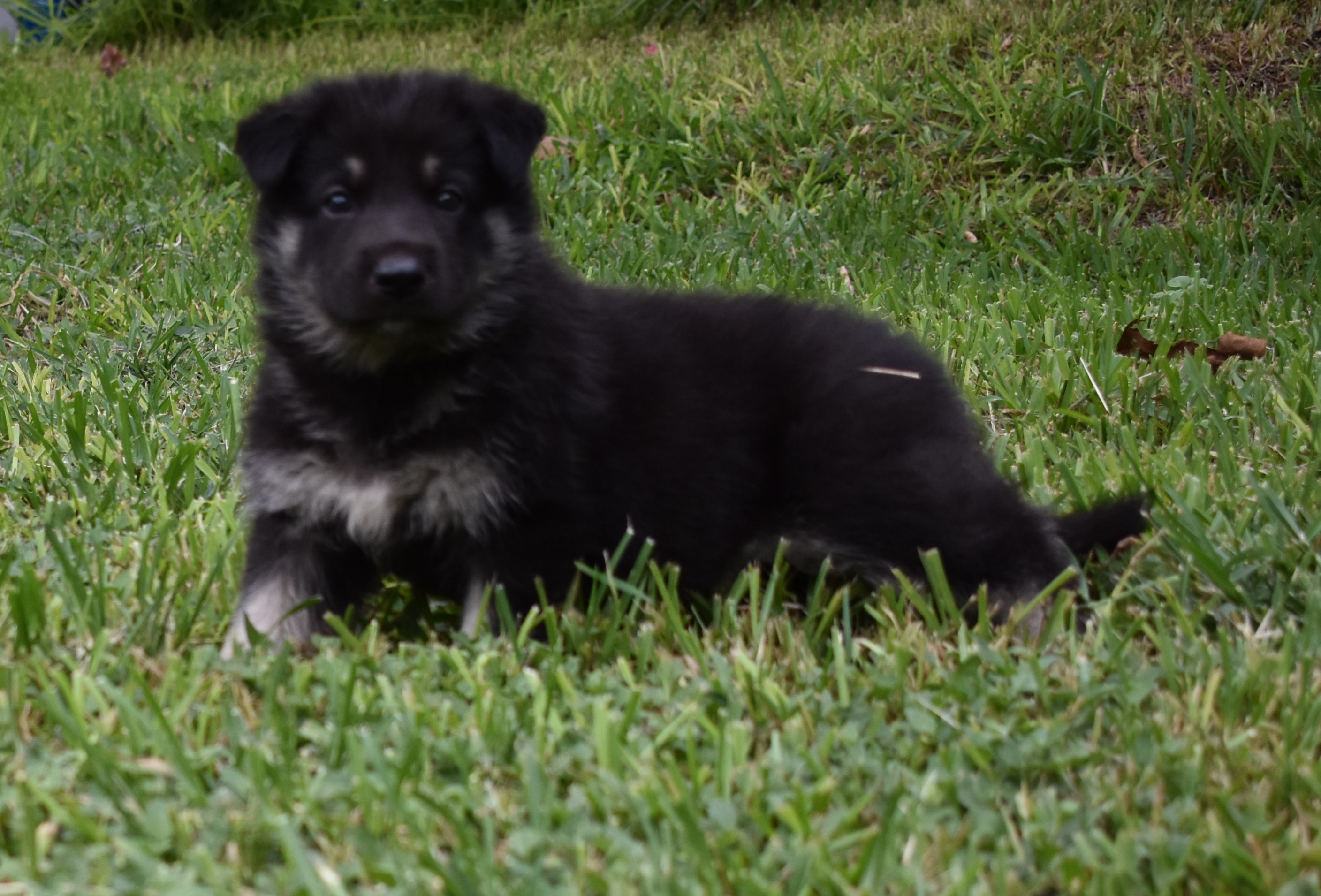 black and silver large german shepherd puppy