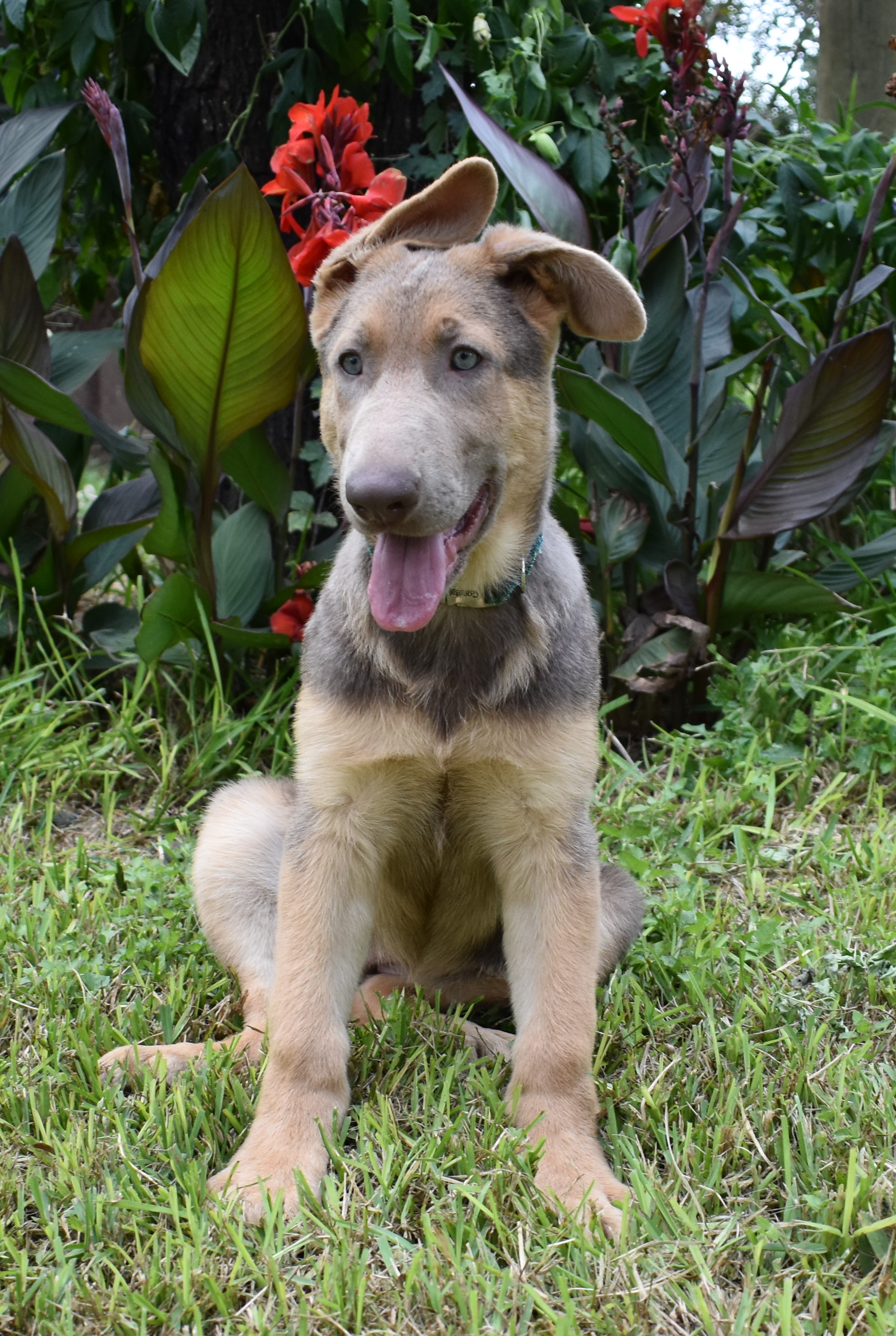 extra large liver chocolate german shepherd