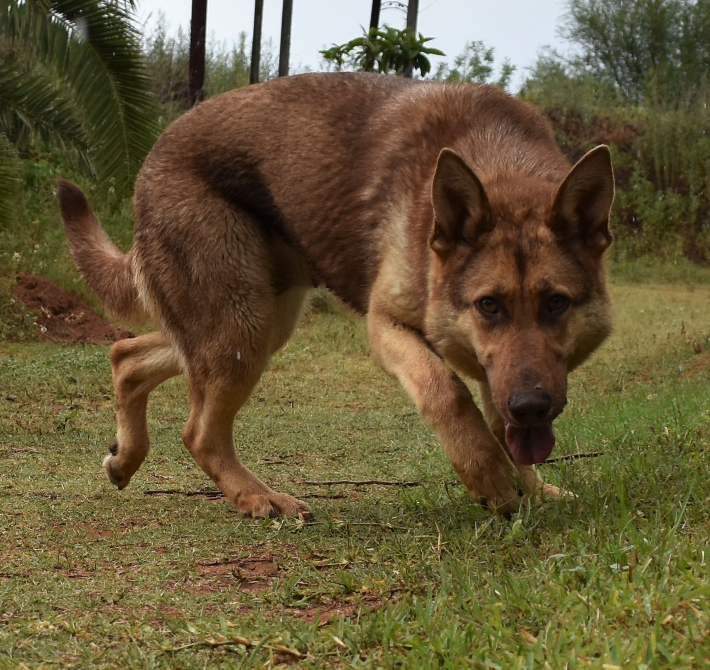 liver and tan german shepherd for sale