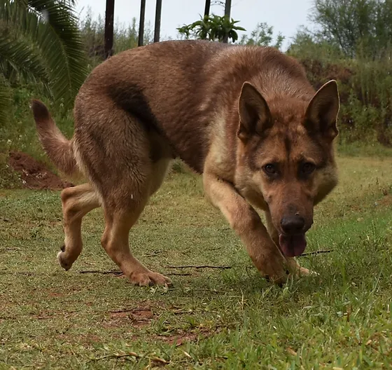liver gsd for sale
