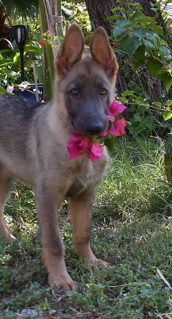 blue sable german shepherd (10).JPG