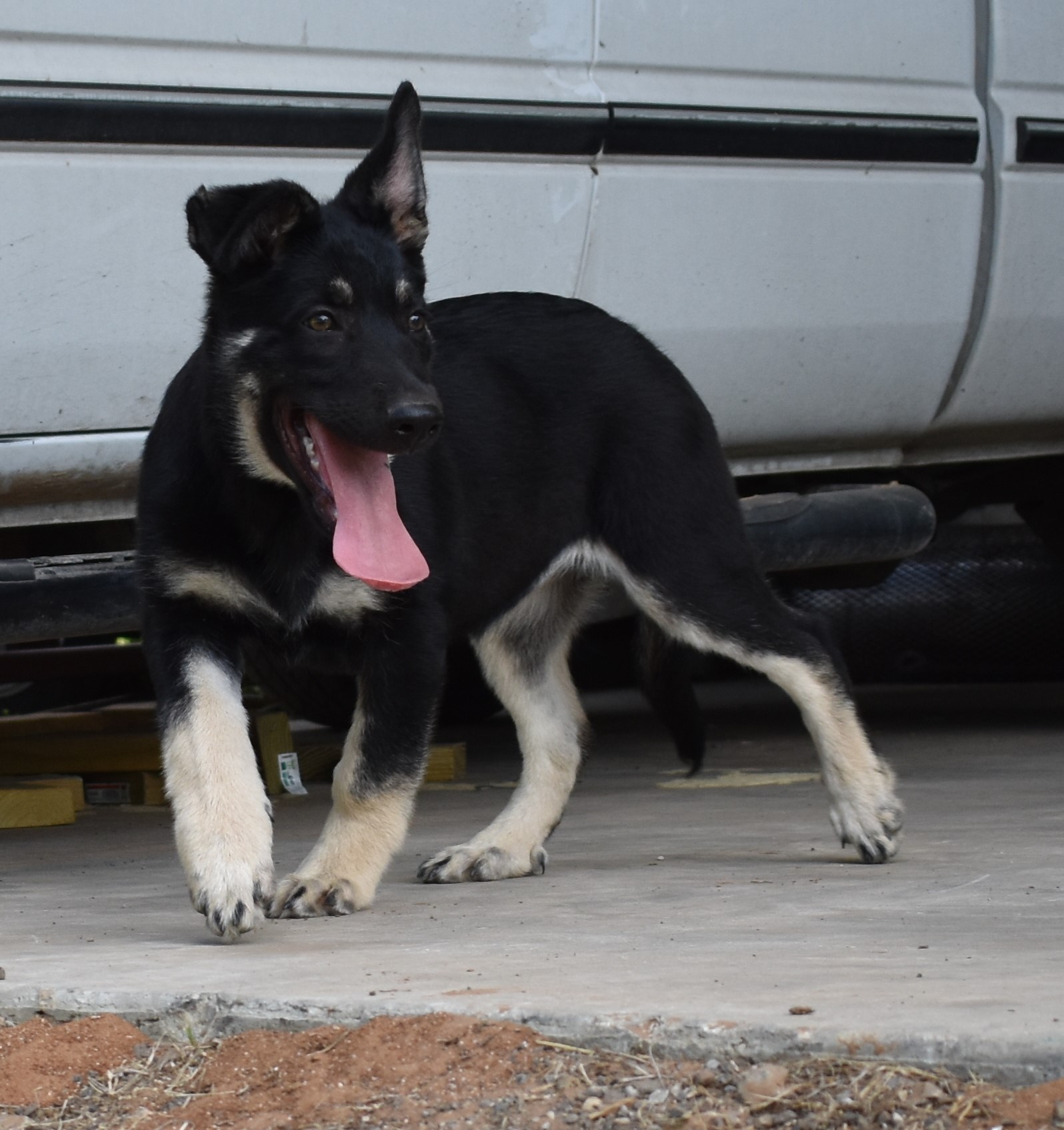 black and silver german shepherd puppy for sale in tx