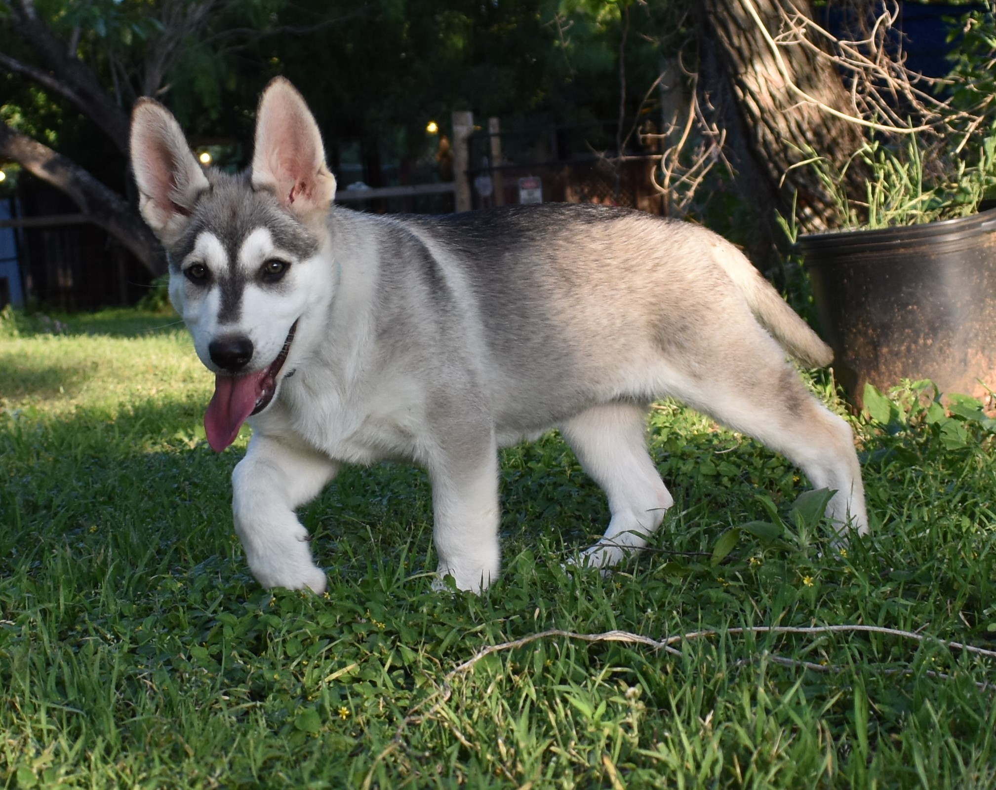 silver sable wolf mask german shepherd puppy in texas